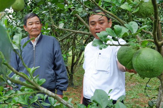 Đà Nẵng phát triển kinh tế nông thôn và miền núi dựa vào lợi thế bản địa