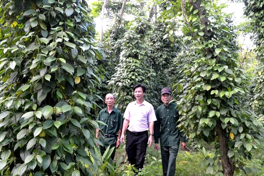 Hiệu quả ủy thác tín dụng chính sách