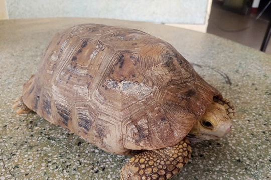 Công an phường Điện Bàn Đông bàn giao cá thể rùa quý hiếm cho kiểm lâm