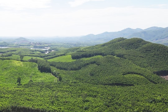 Chuyển đổi cây trồng lâm nghiệp theo hướng bền vững