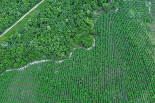 Công nghệ phục hồi rừng mưa tại Brazil