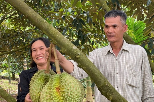 Triển vọng từ trồng sầu riêng ở Trà Tân