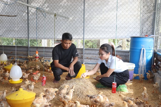 Hỗ trợ nông dân phát triển chăn nuôi bền vững