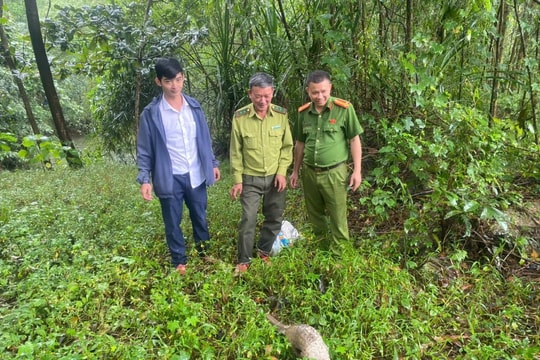 Thả một cá thể tê tê quý hiếm về tự nhiên