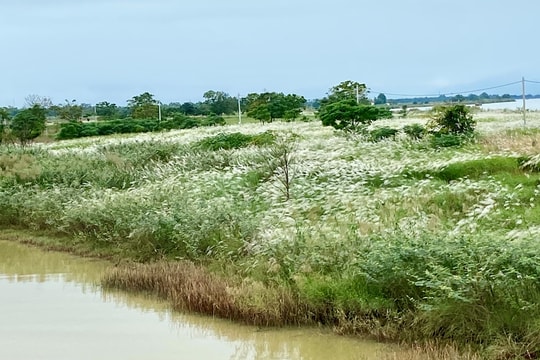 Lau trắng ngang sông