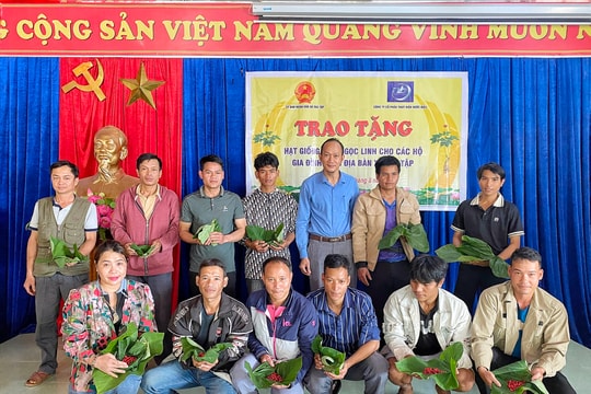Trao sâm giống, mở cơ hội thoát nghèo