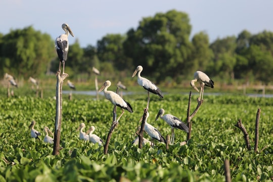 Tăng cường công tác bảo tồn đa dạng sinh học và bảo vệ các loài hoang dã