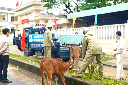 Phường Liên Chiểu ra quân xử lý vật nuôi thả rông