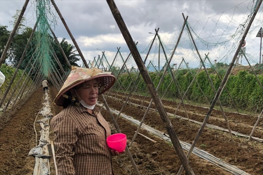 Sớm phục hồi sản xuất vụ Đông Xuân