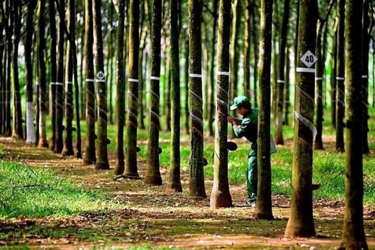 Giá cao su hôm nay 25/11/2025: Trung Quốc giảm nhẹ, doanh nghiệp Việt Nam tăng giá thu mua