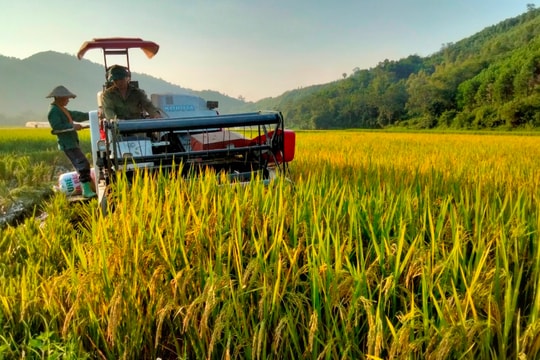 Giá lúa gạo hôm nay 26/11/2025 tăng nhẹ, thị trường gạo đi ngang tại ĐBSCL