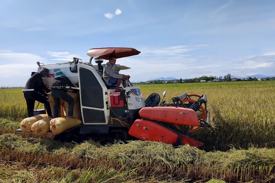 Xã Thăng Điền phấn đấu gieo trồng 100% diện tích lúa đông xuân