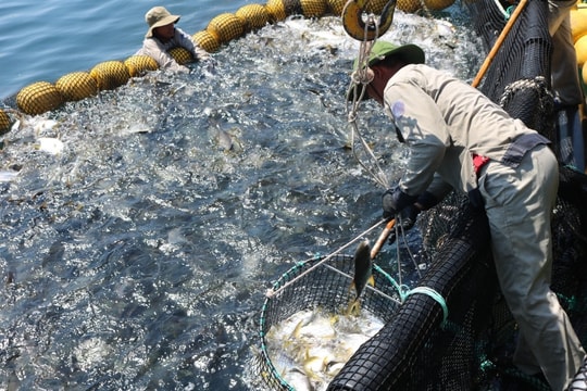 Cần hiện đại hóa nghề nuôi hải sản trên biển