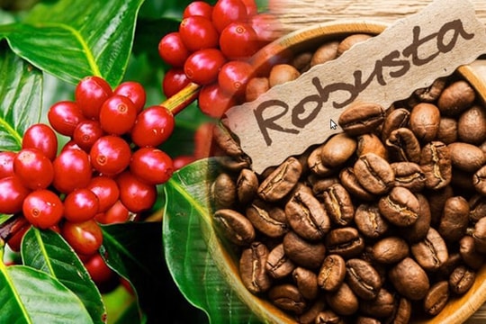 Giá cà phê hôm nay 28/11/2025 tăng nhẹ 300 đồng/kg
