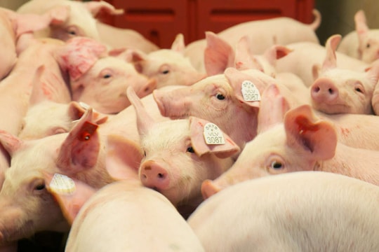 Giá heo hơi hôm nay 28/11/2025: Miền Trung - Tây Nguyên tăng nhẹ