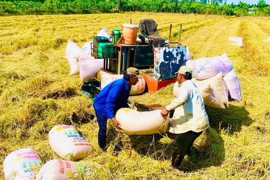 Giá lúa gạo hôm nay 28/11/2025 ổn định, nhu cầu xuất khẩu cao