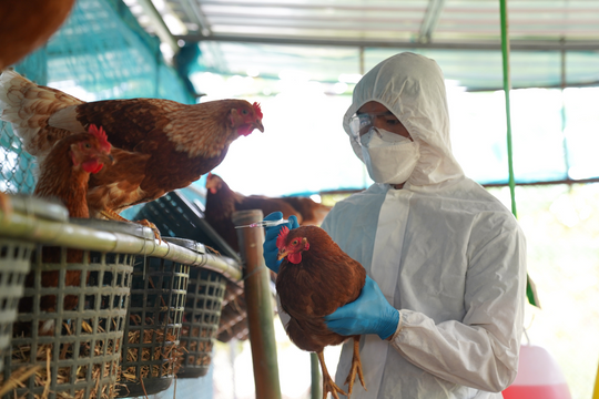 Đột biến cúm gia cầm có thể nghiêm trọng hơn COVID-19