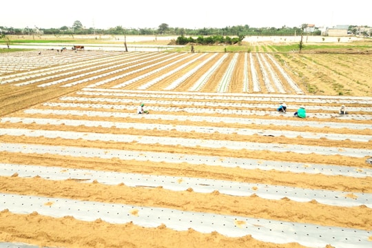 Nỗ lực khôi phục sản xuất nông nghiệp