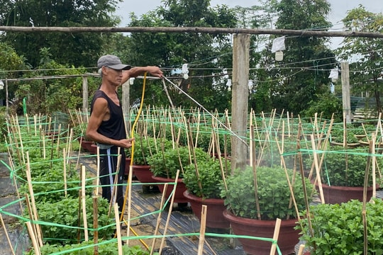 Làng hoa Hà Đông tái vụ sau mưa lũ