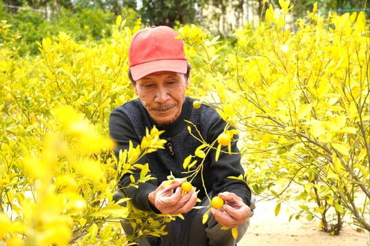 Người trồng quất cảnh lo thất thu vụ tết