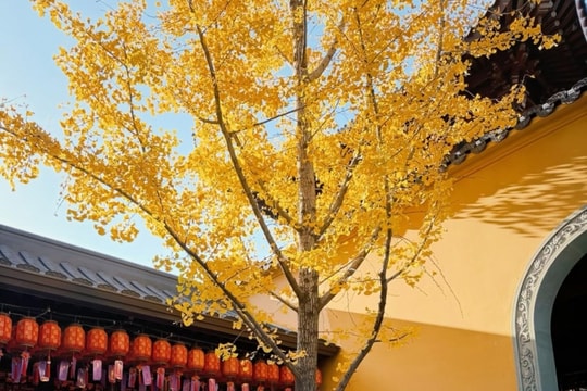 Ô Trấn: Khám phá 'Venice châu Á' cổ kính và thơ mộng