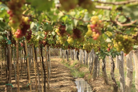 Vườn nho Ba Mọi: Khám phá trang trại nho miễn phí ở Ninh Thuận