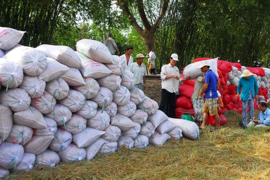 Giá lúa gạo hôm nay 1/12/2025: Xuất khẩu đi ngang