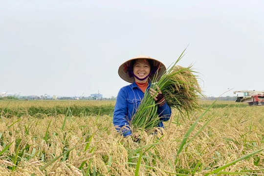 Giá lúa gạo hôm nay 2/12/2025: Thị trường mua bán ổn định