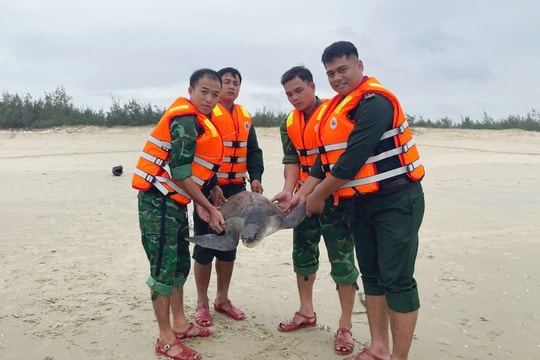 Đồn Biên phòng Tam Thanh tiếp nhận và thả rùa biển quý hiếm về môi trường tự nhiên
