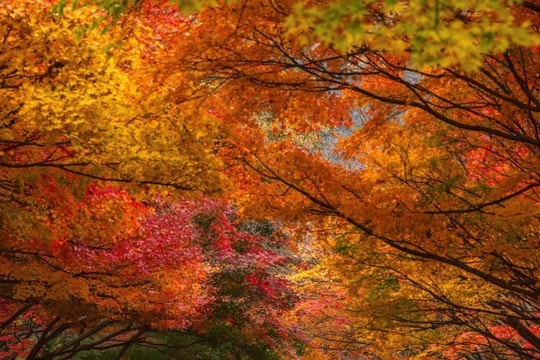 Jeonbuk: Khám phá vẻ đẹp yên bình và 'chữa lành' của Hàn Quốc