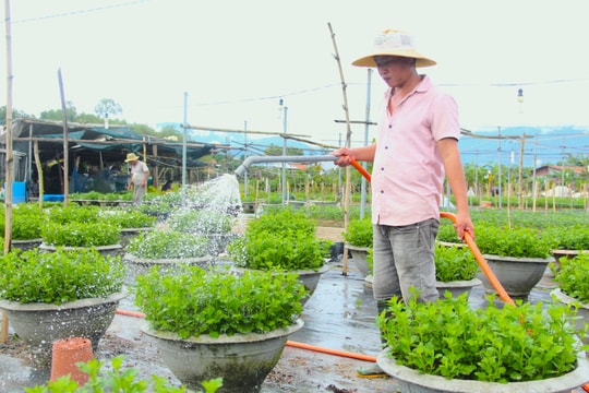 Hướng về vụ Tết