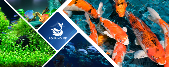 Aqua House cung cấp các loại máy bơm hồ cá chính hãng