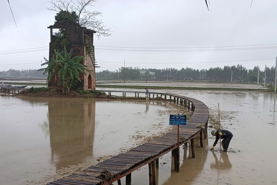 Hồi sinh từ bùn non
