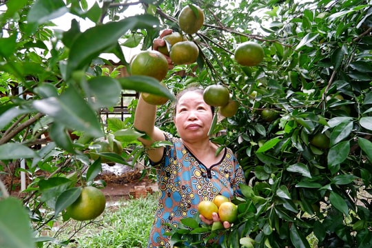 Đòn bẩy thúc đẩy kinh tế vườn, kinh tế trang trại