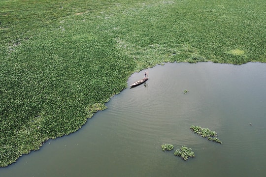 Bộ Nông nghiệp và Môi trường ban hành danh mục 67 loài ngoại lai xâm hại