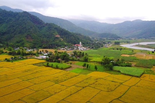 Những điểm mới trong chính sách hỗ trợ sản xuất lúa tại Đà Nẵng