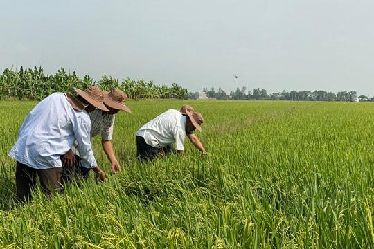 Giá lúa gạo hôm nay 7/12/2025: Giữ ổn định ở ĐBSCL