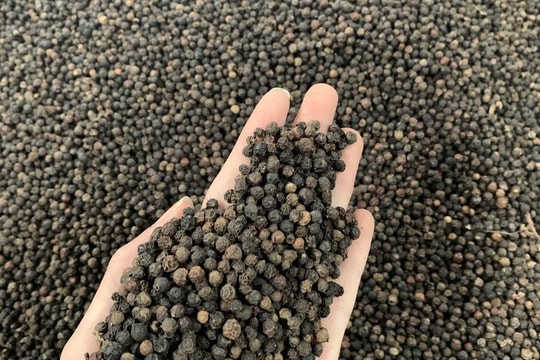 Giá tiêu hôm nay 7/12/2025: Xuất khẩu vượt 1,5 tỷ USD, thị trường sôi động trở lại