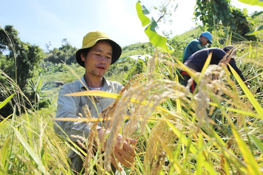 Người Ca Dong vào hội mừng lúa mới