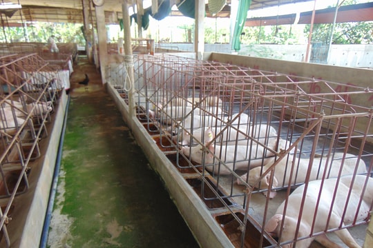 Giá heo hơi hôm nay 7/12/2025: Miền Bắc giữ đỉnh 61.000 đồng/kg