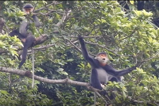 Cần tiếp tục bảo vệ đàn voọc chà vá chân xám tại Tam Mỹ