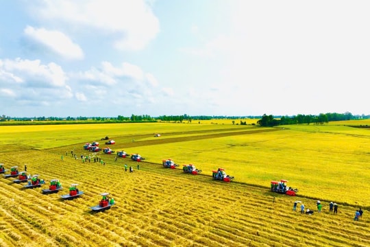 Giá lúa gạo hôm nay 8/12/2025: Ổn định đầu tuần