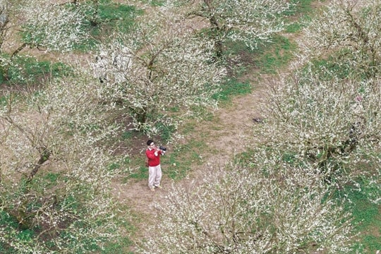 Mộc Châu tháng 12: Săn mùa hoa mận nở sớm trái vụ