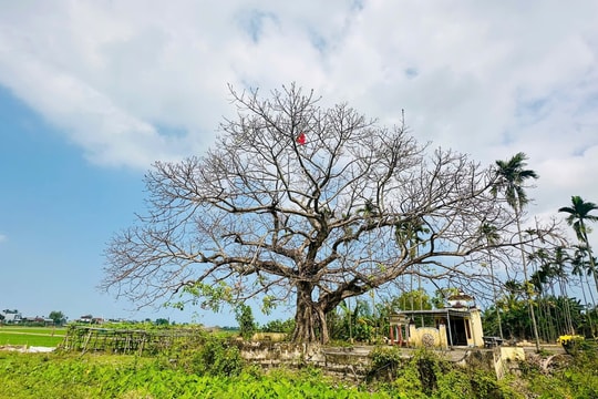 Cây đa làng Phong Hồ