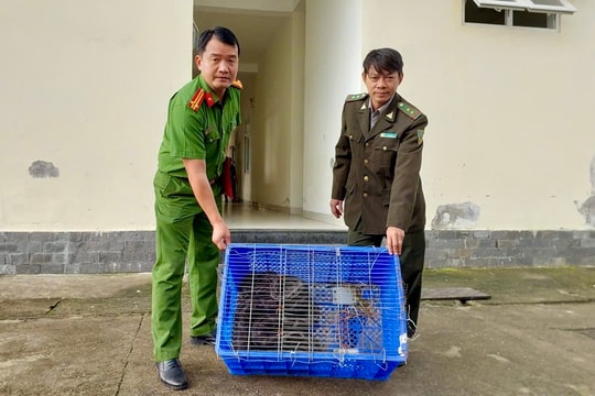 Cảnh sát cơ động bàn giao cá thể trăn hoang dã để thả về tự nhiên