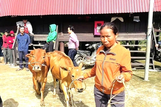 Thiết thực hỗ trợ sinh kế đồng bào miền núi