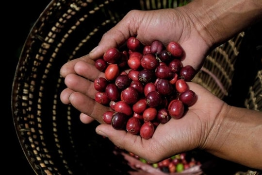 Giá cà phê hôm nay 11/12/2025: Duy trì mốc trên 101.000 đồng/kg