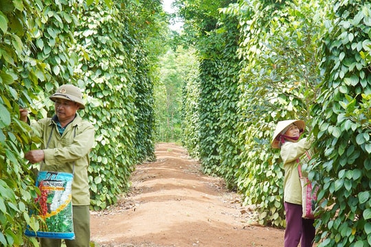 Giá tiêu hôm nay 11/12/2025: Bật tăng tại nhiều địa phương