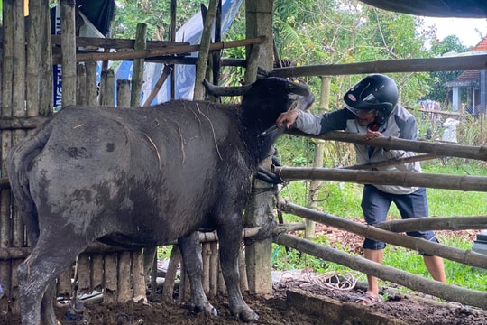 Xã Thăng Phú chủ động phòng, chống dịch bệnh cho vật nuôi