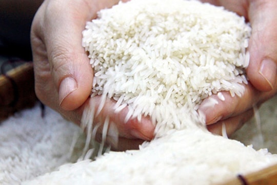 Giá lúa gạo hôm nay 12/12/2025: Xuất khẩu đến Trung Quốc tăng mạnh